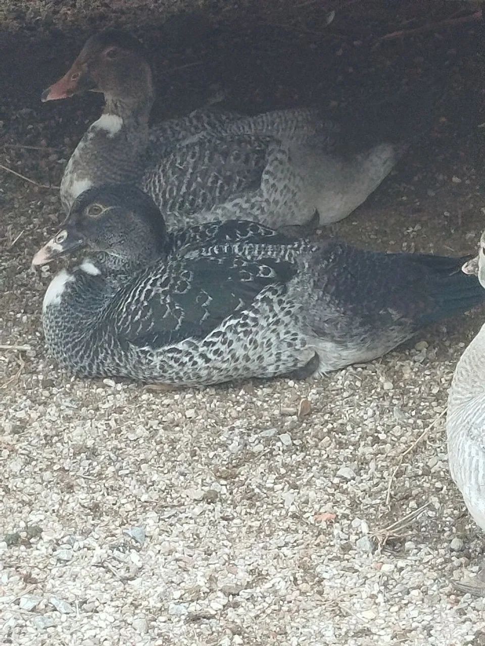 Patos machos novos  - Foto 2