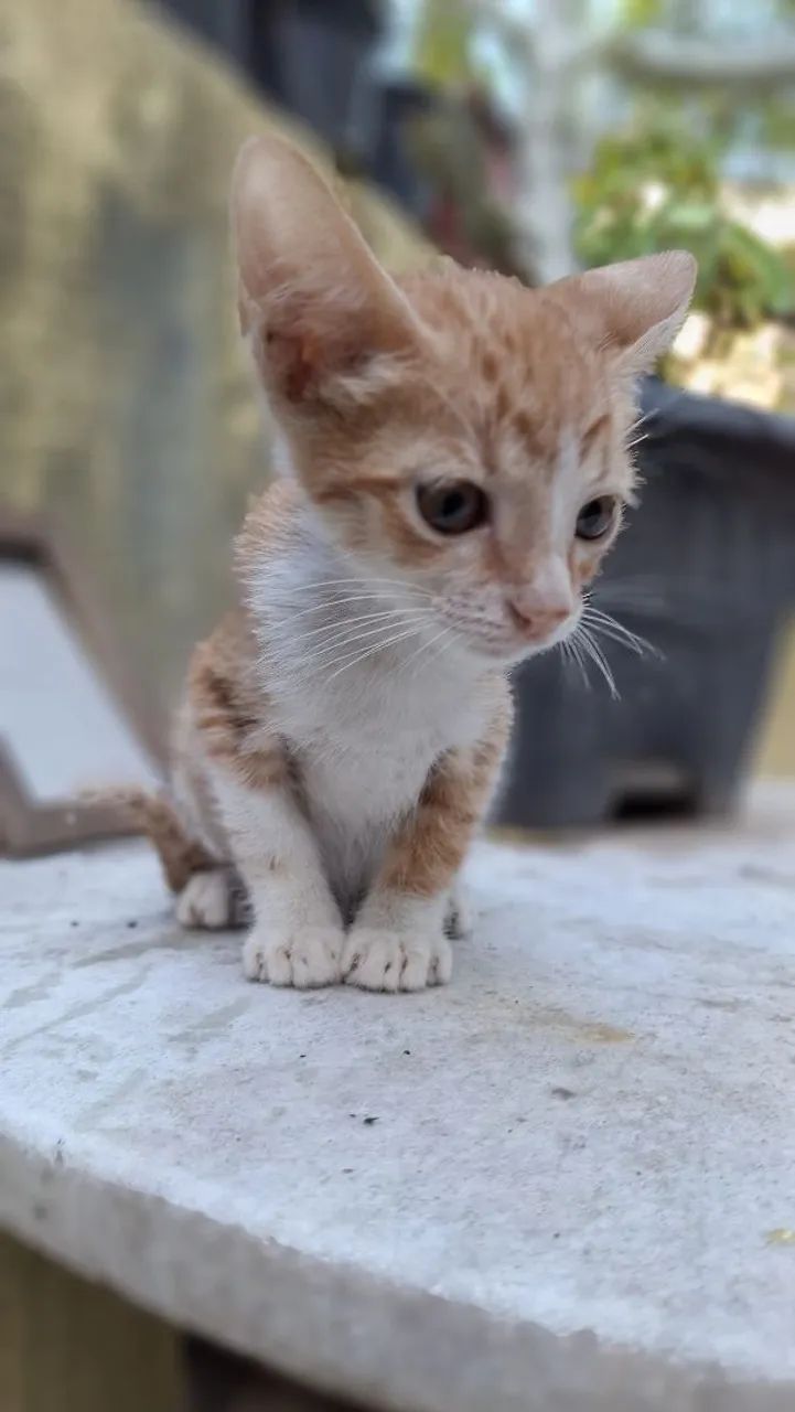 Gato para doação 64298692531843122