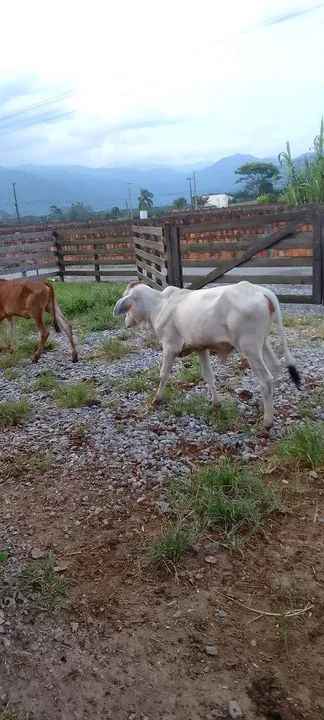 Bezerros para venda - Foto 3