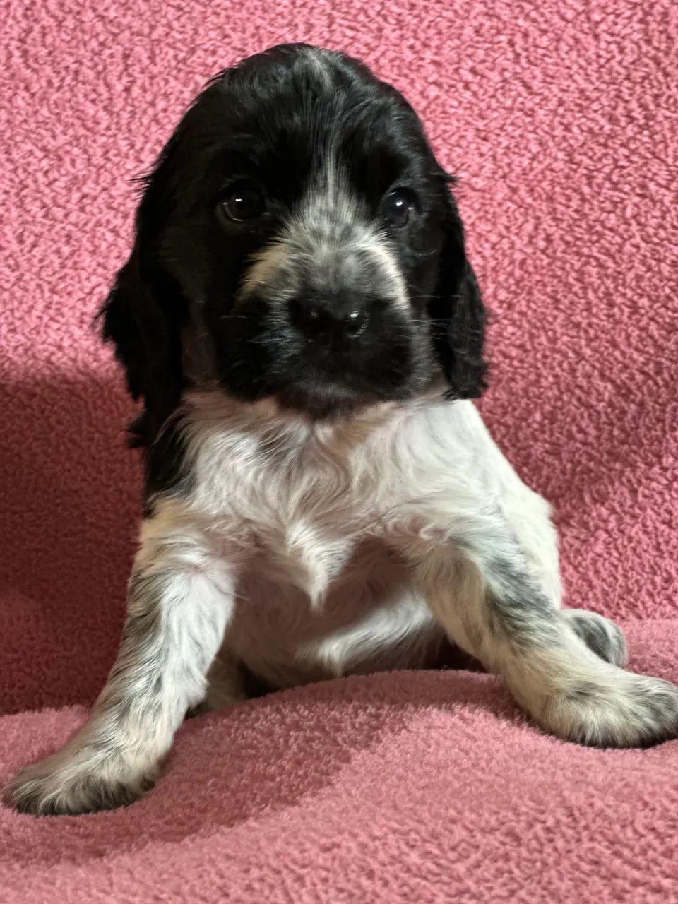 Cocker - Foto 2