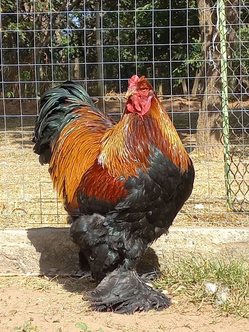 Pintinhos de Brahma Perdiz! - Foto 2
