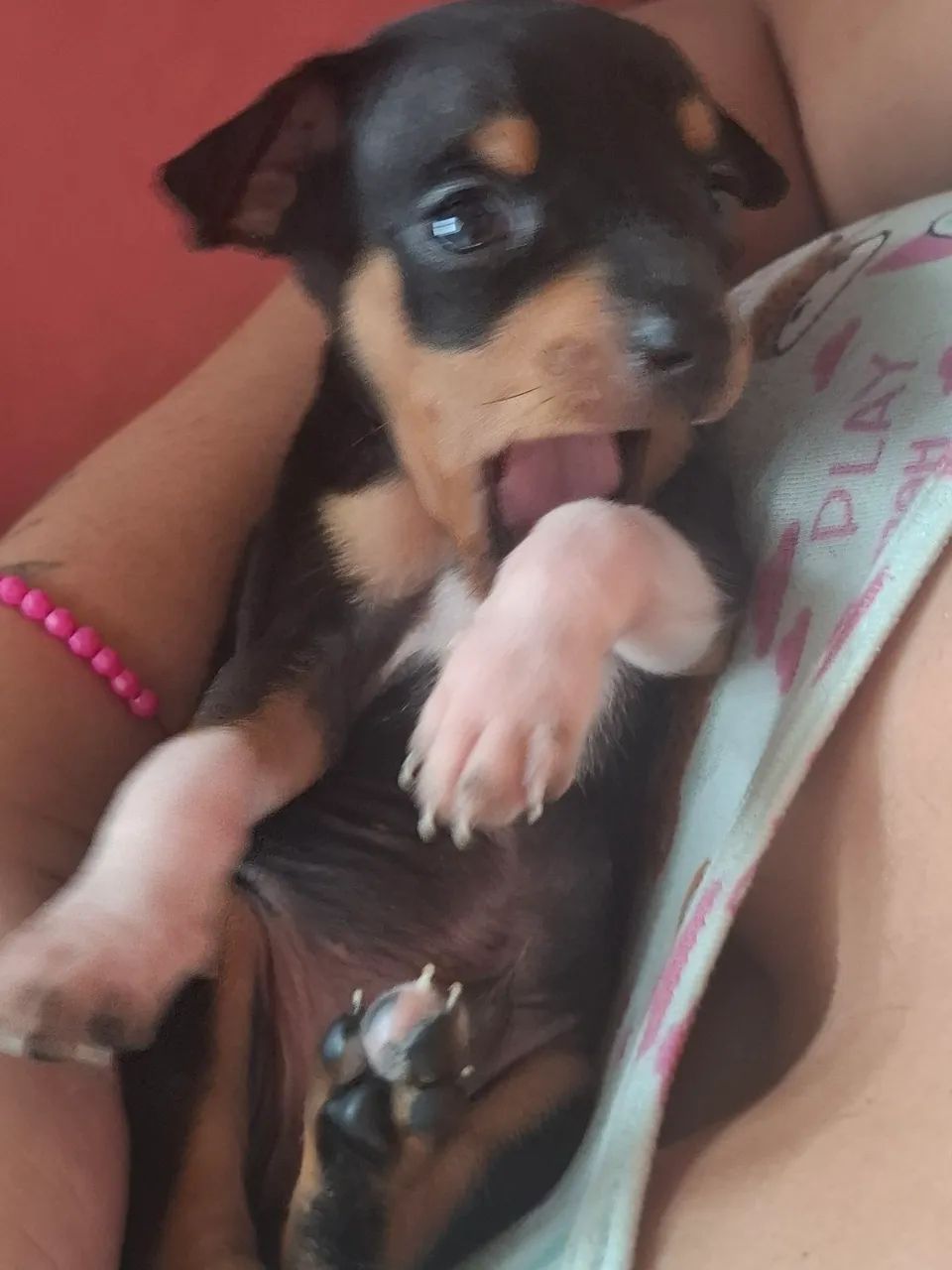 Pinscher 1 com pedigree - Foto 4