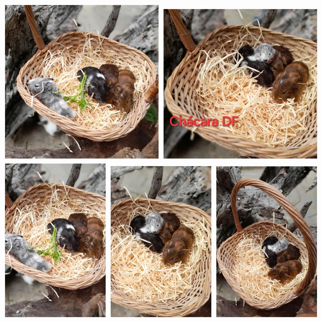 Filhotes de porquinhos da india 