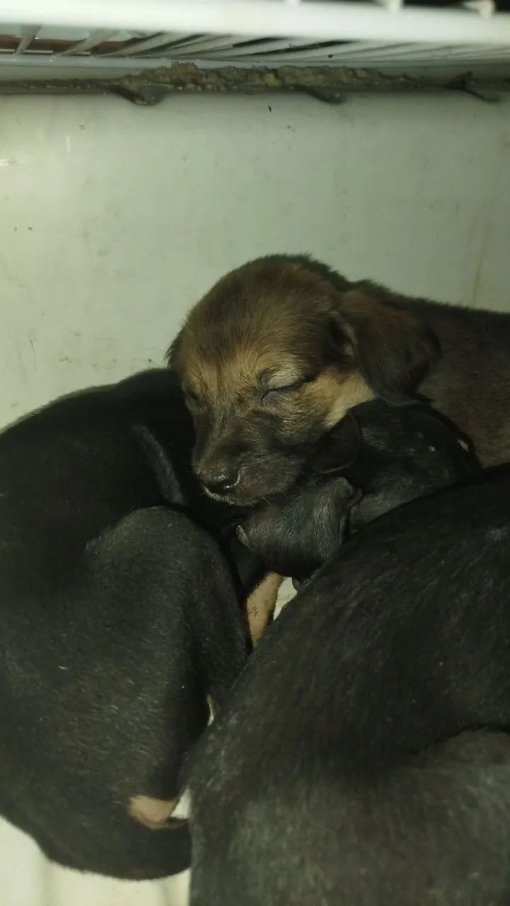 Filhote de cachorro  - Foto 2