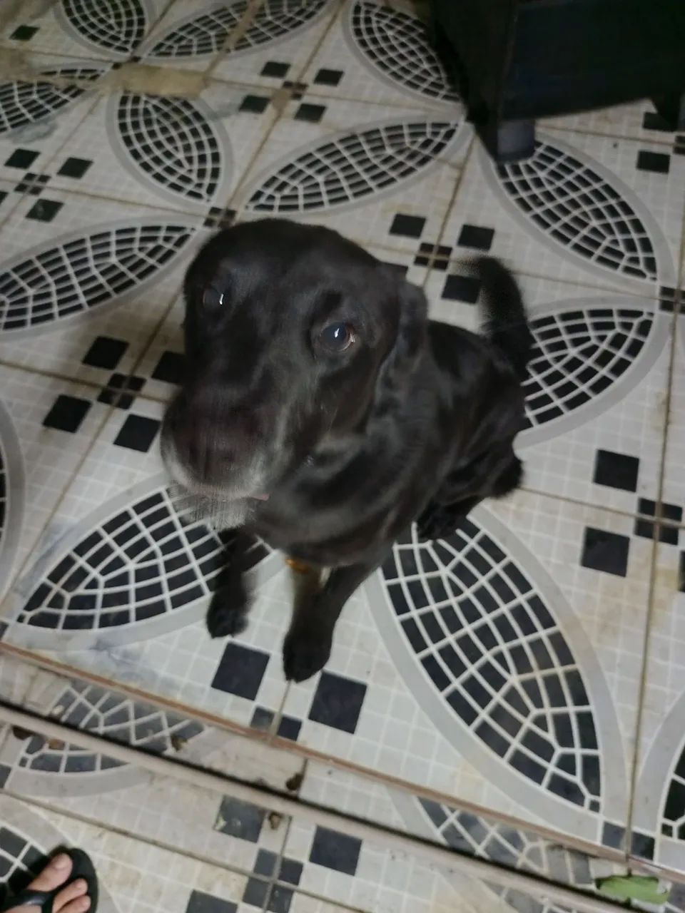 Doação  - Foto 4