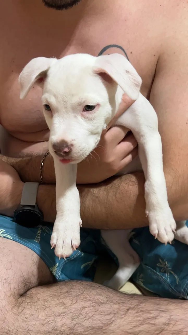 Cachorro  - Foto 5