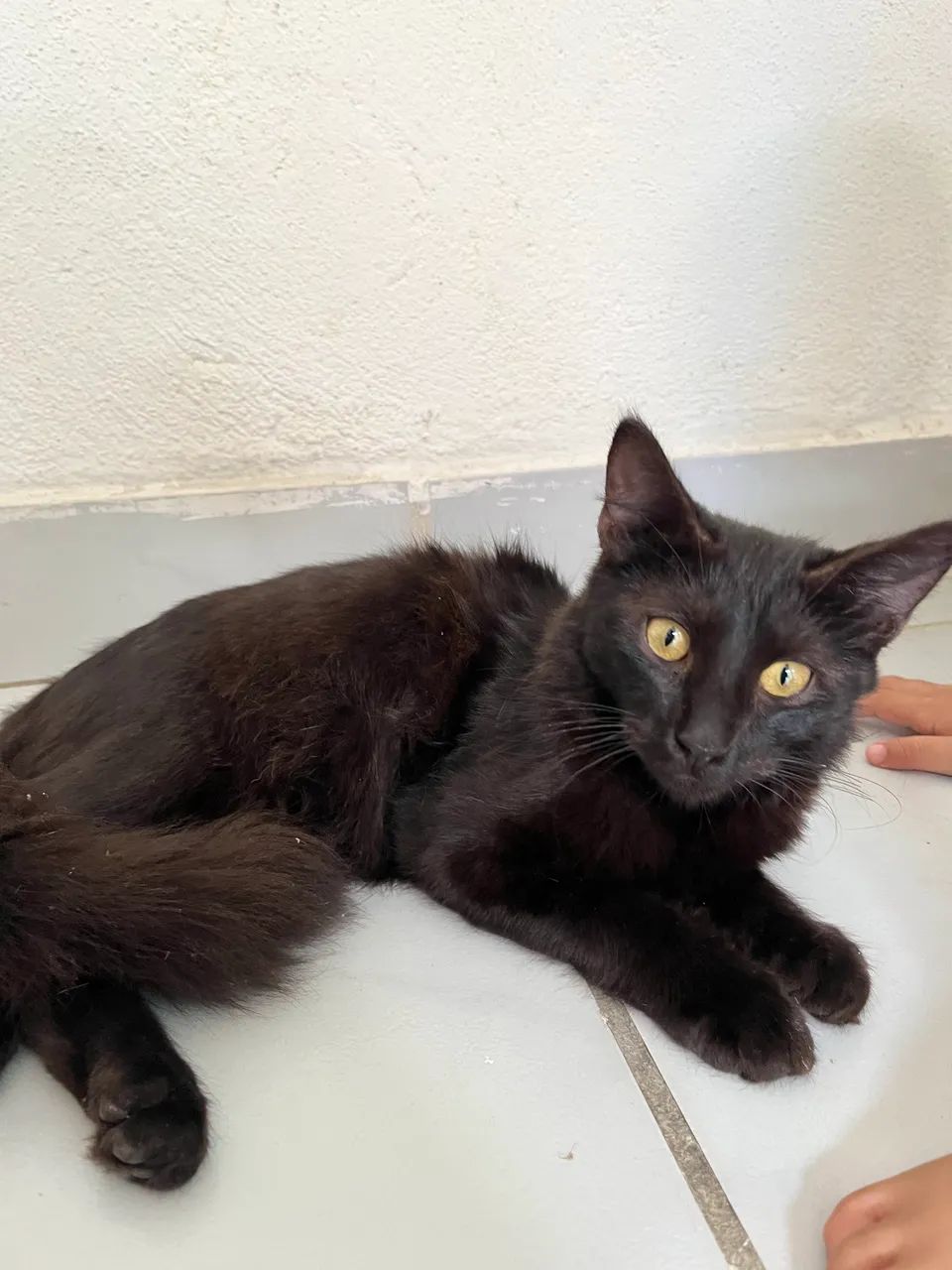 DOAÇÃO DE GATOS - Foto 4
