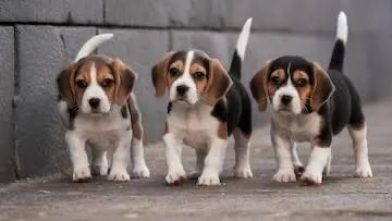 Beagle bibelôs 