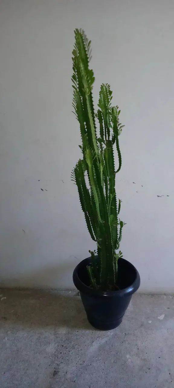 Cacto Candelabro  - Foto 3