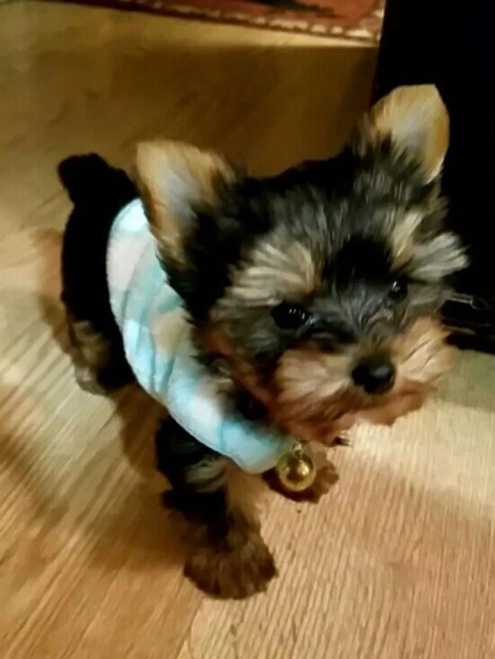 Yorkshire Terrier lindo demais 