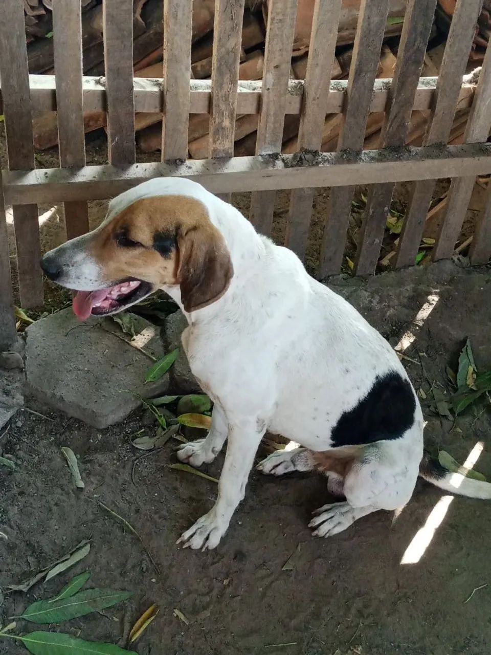 Fox hound Americano  - Foto 4