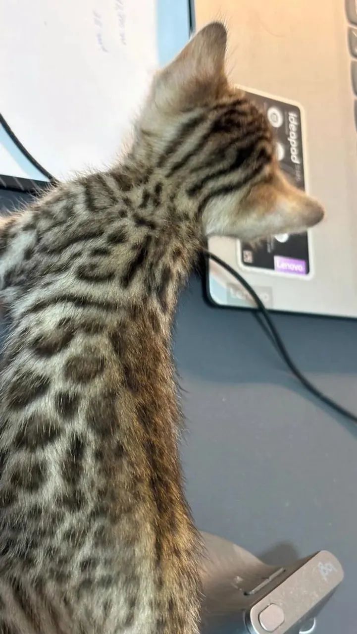 Bengal gato de bengala com PEDIGREE  - Foto 5