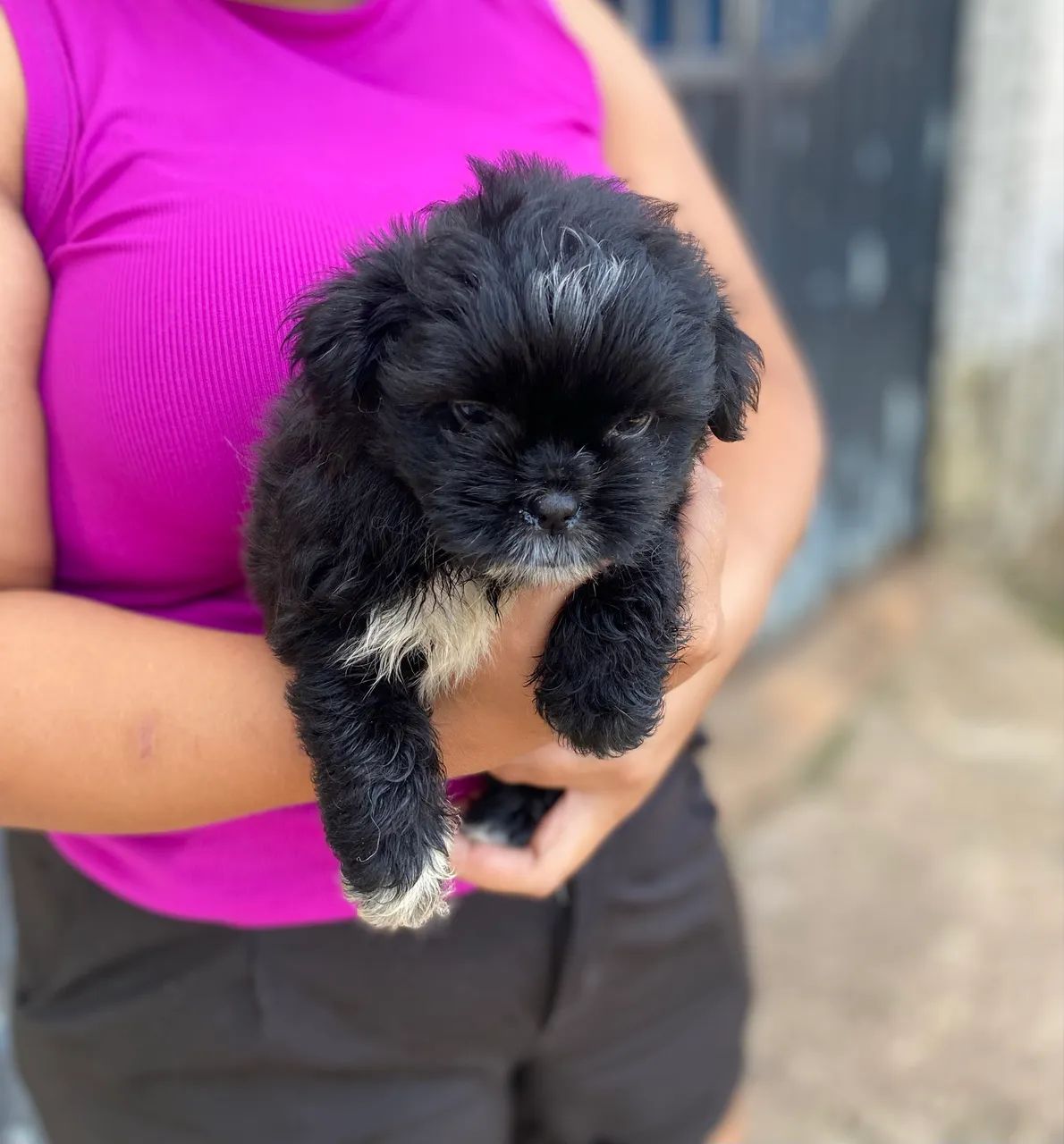 Shih tzu com poodle  - Foto 2