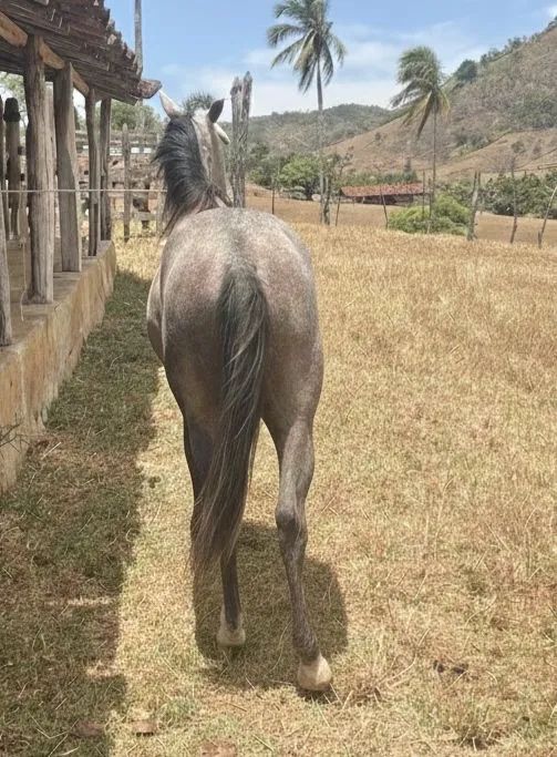 Potro quarto de milha  - Foto 4