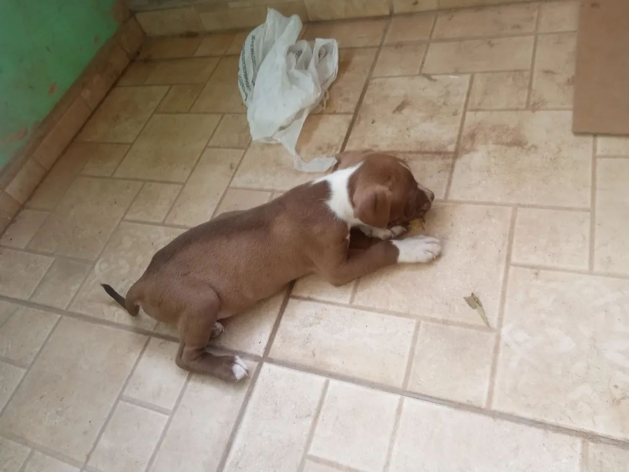 Pit Bull ap.. - Foto 2