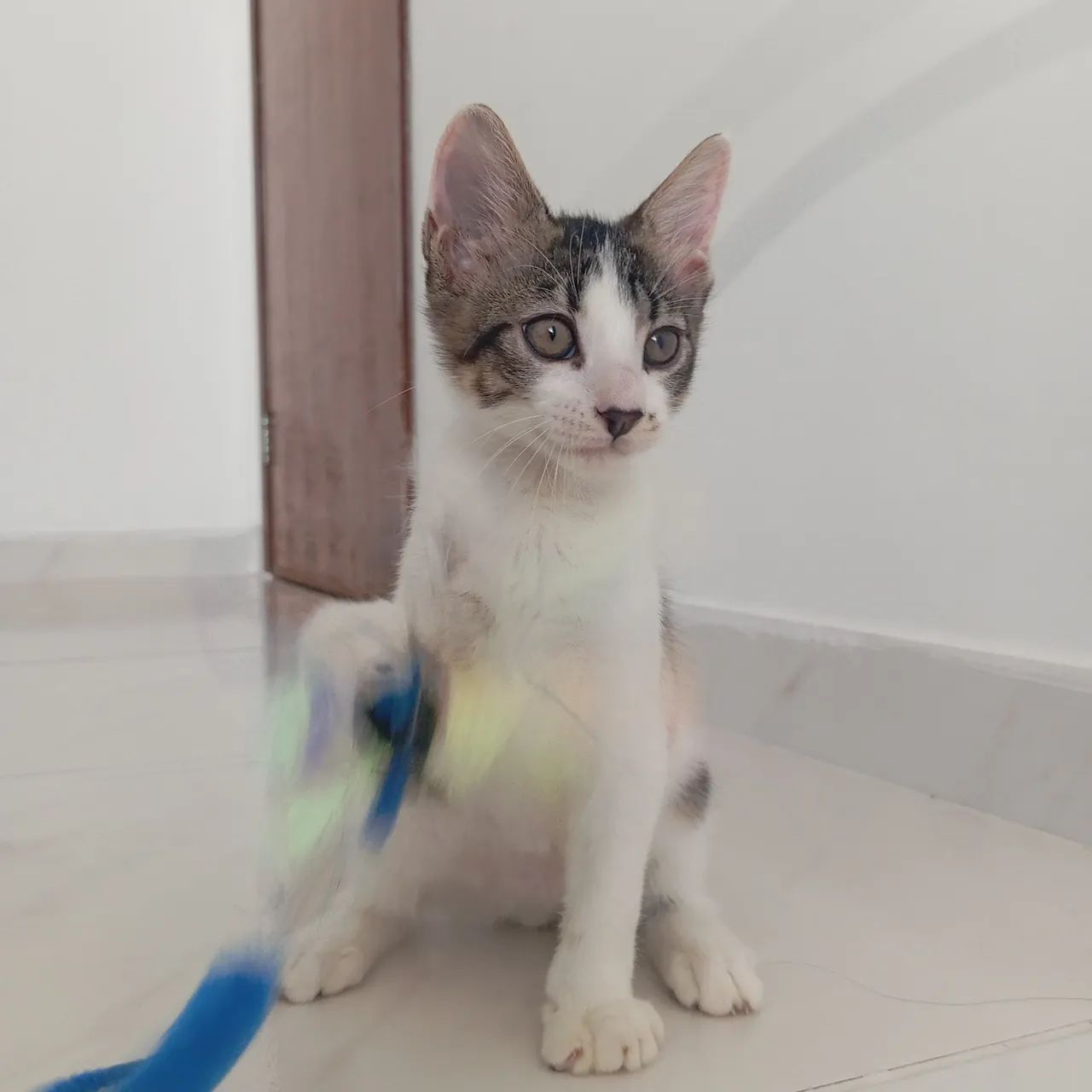 Adoção de gato - Foto 2
