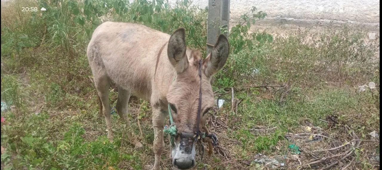 Burro - Foto 4