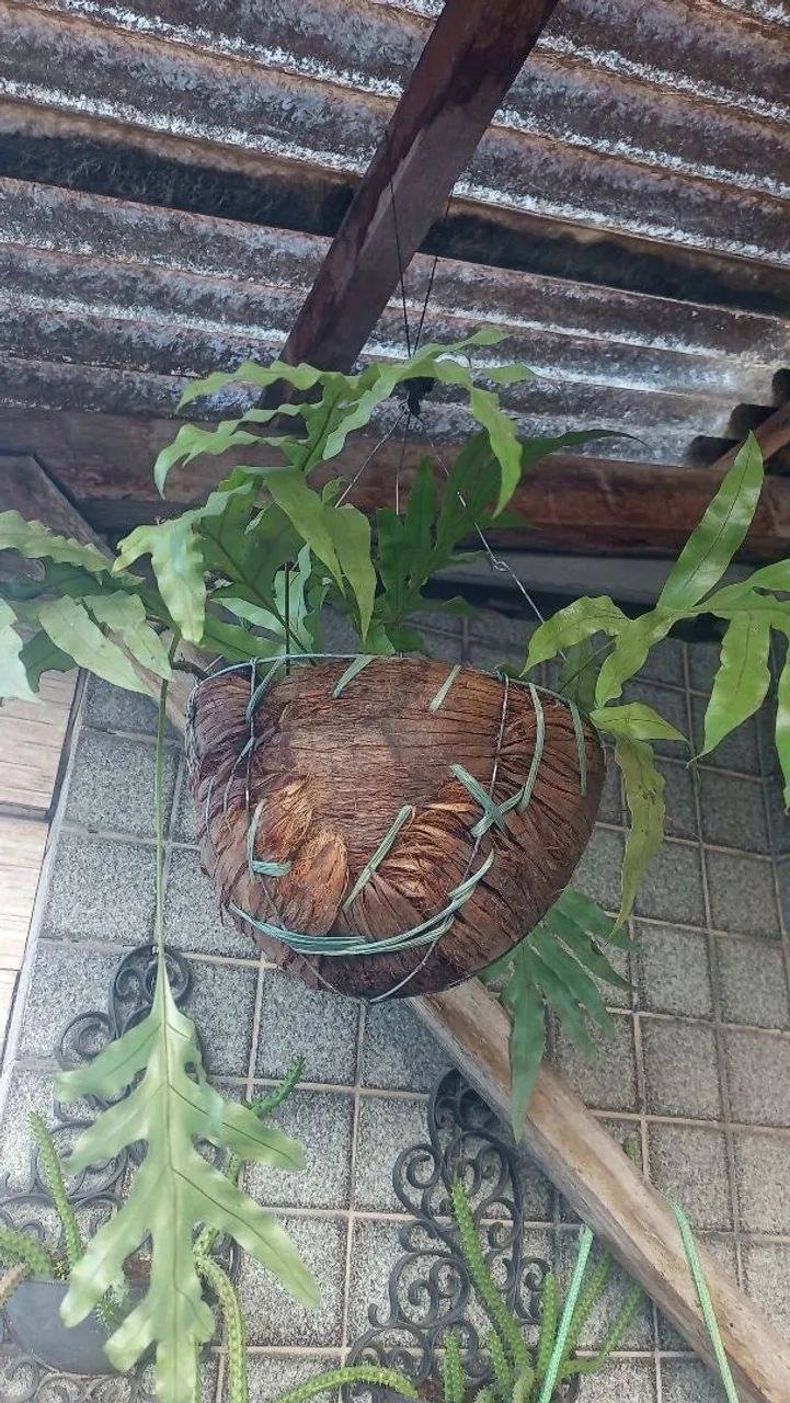 Plantas  - Foto 3