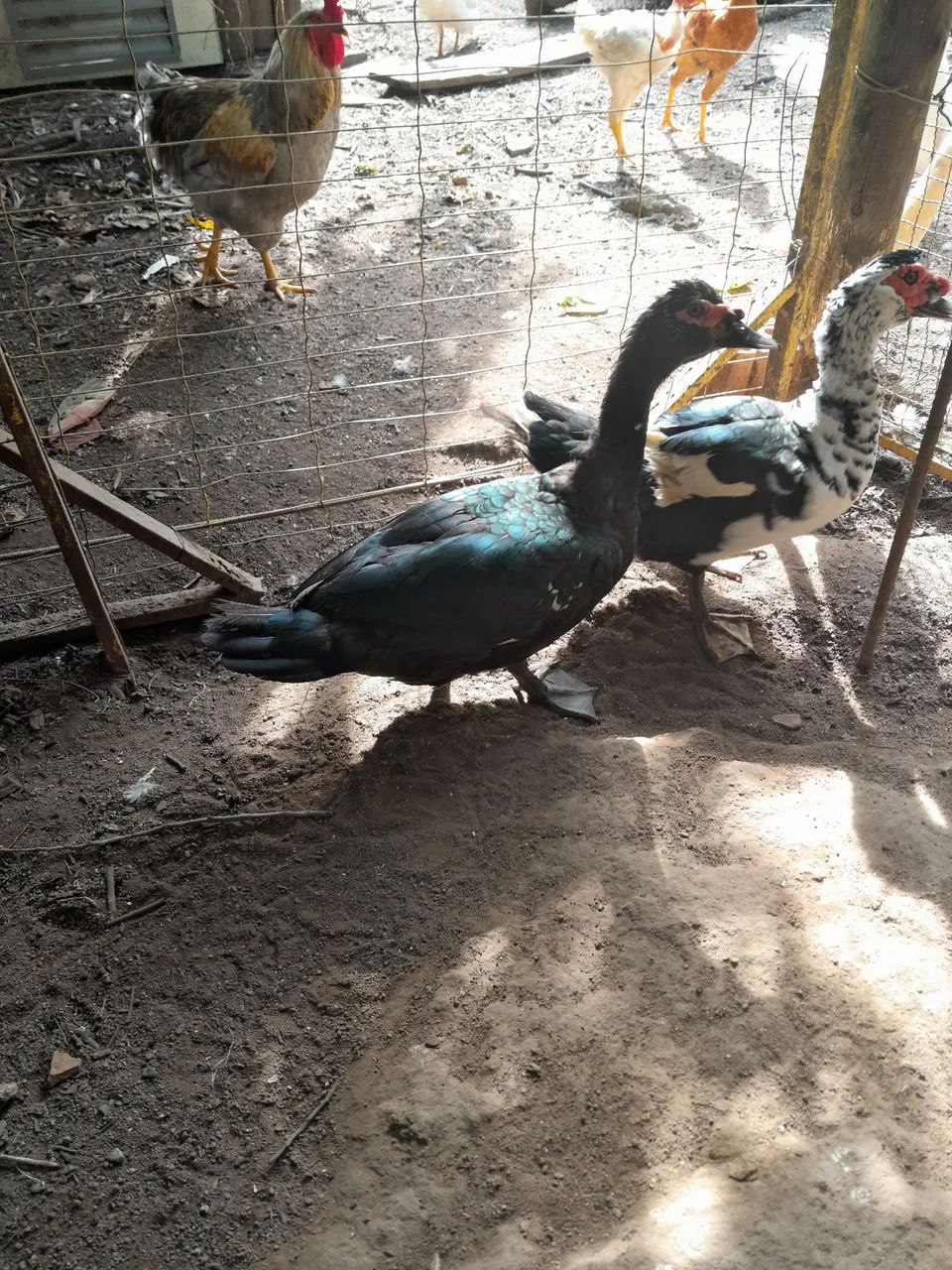 Venda  pato preto - Foto 3