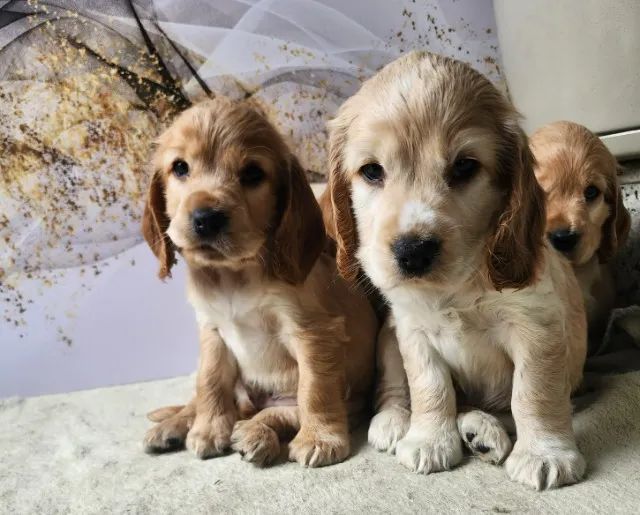 Cocker - Machos e Fêmeas a Disponíveis! 