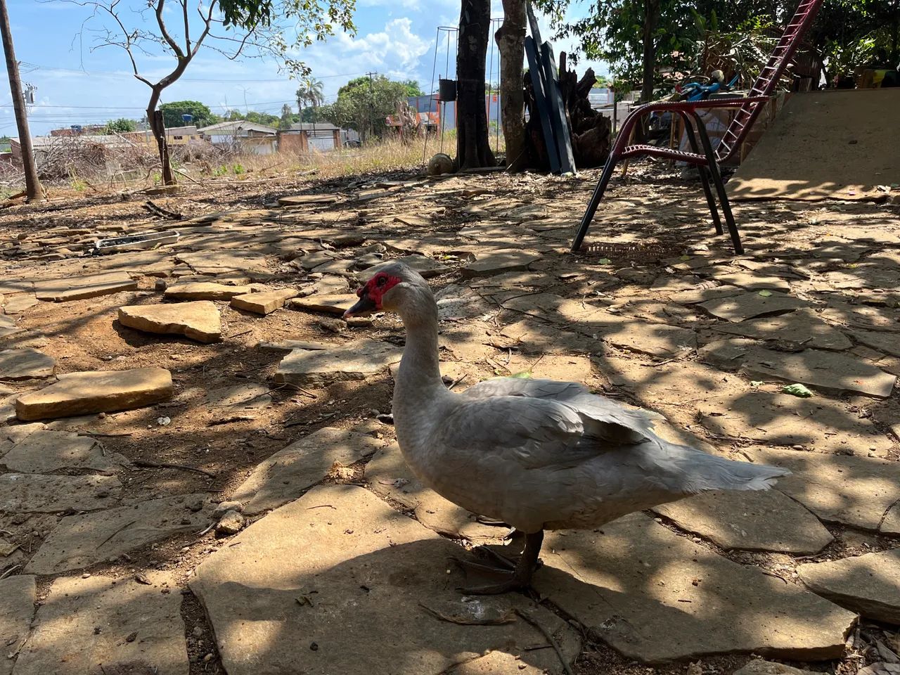 Galinhas e patos  - Foto 3