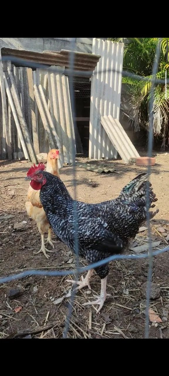 Frango carijó  - Foto 3