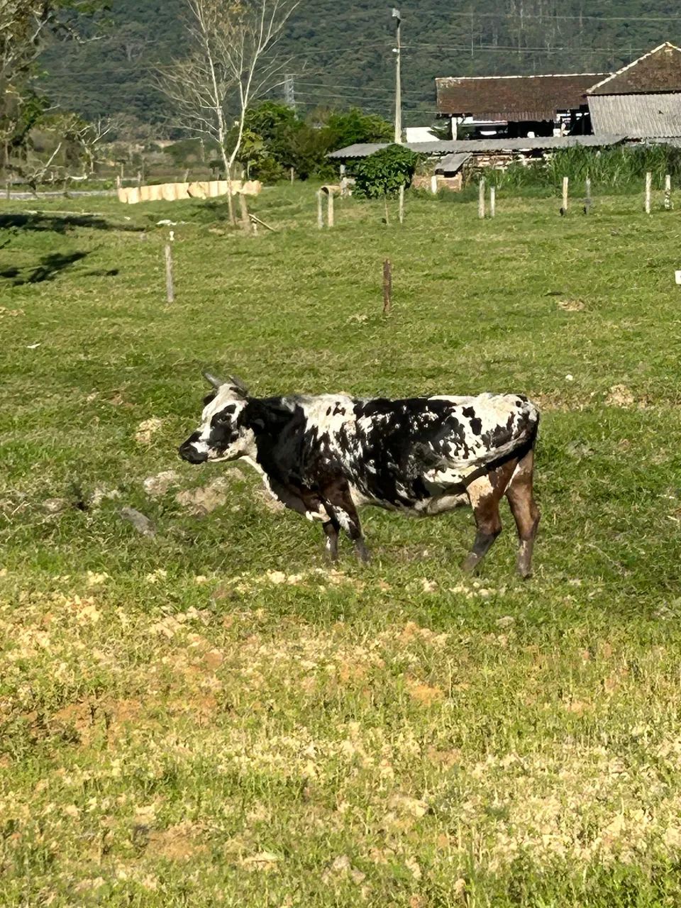 Mini vaca  - Foto 3