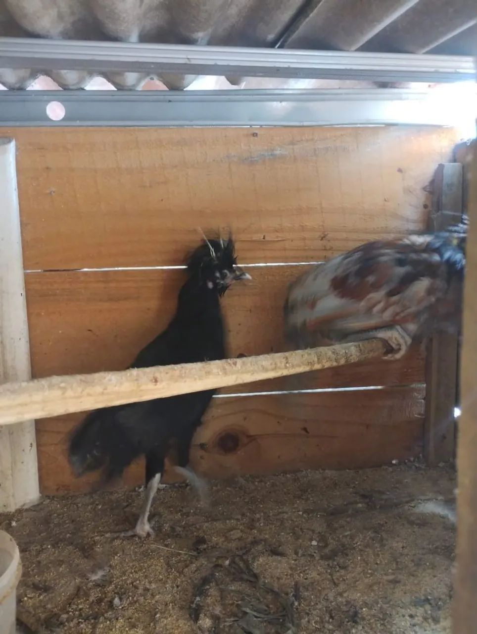 Vendo 2 polones machos - Foto 2