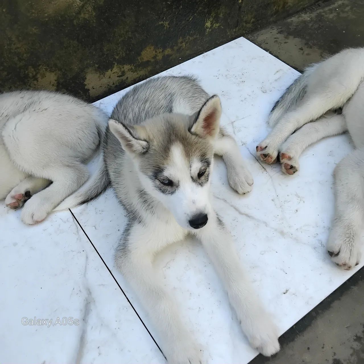 Lindos filhotes de Husky Siberiano  - Foto 5