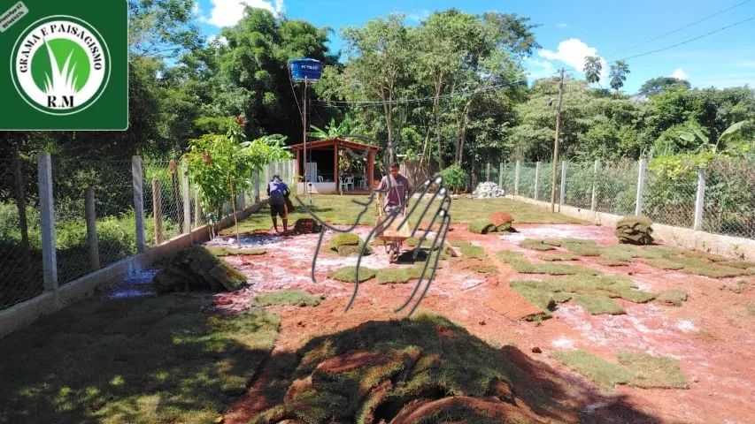 215 Metros de Grama Bermuda Jardim Perfeito 