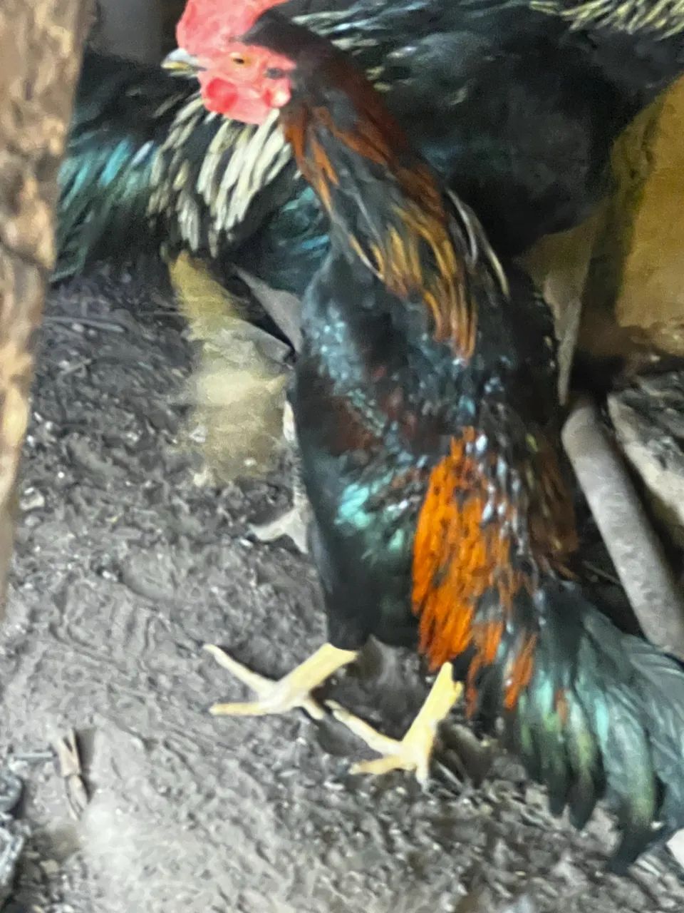Vendo garnizé