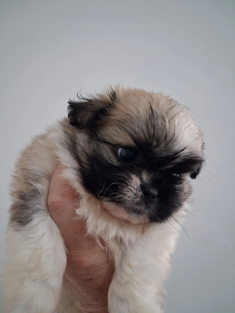 Shihtzu disponível  - Foto 2
