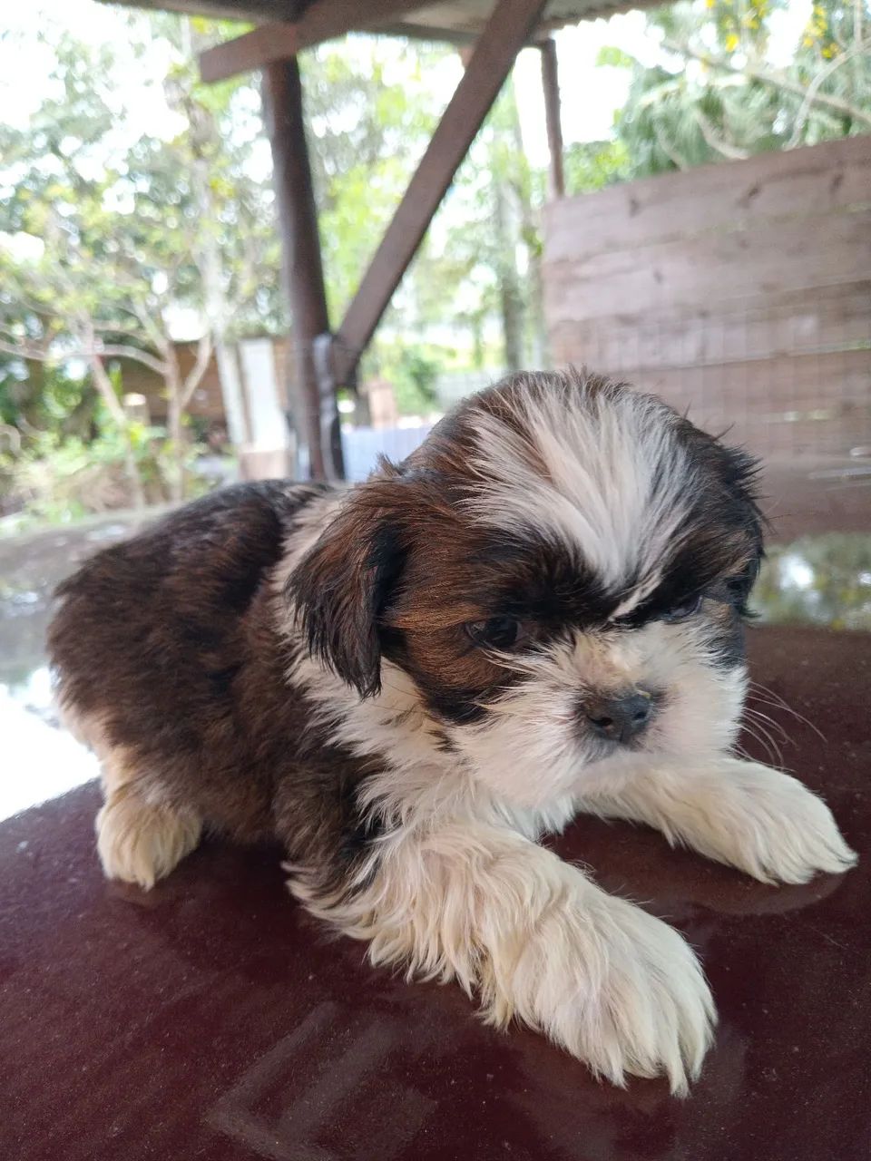 Shihtzu  - Foto 2