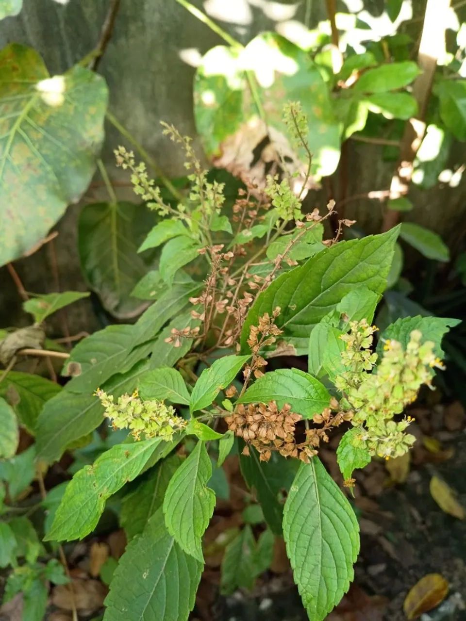 Sementes de alfavaca para plantio verdes e secas  - Foto 3