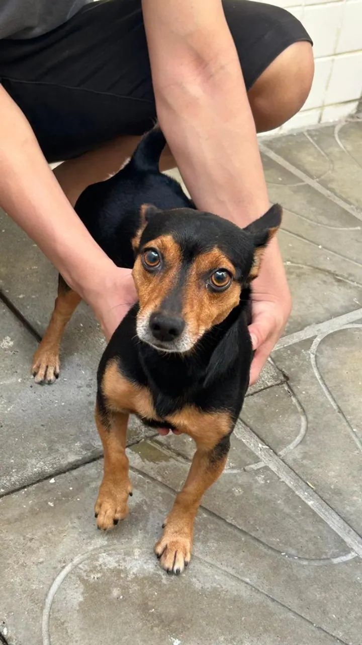 CACHORRO - Foto 5