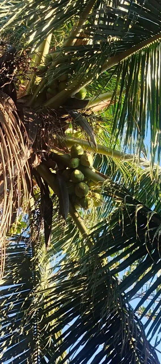 Coco - Foto 4