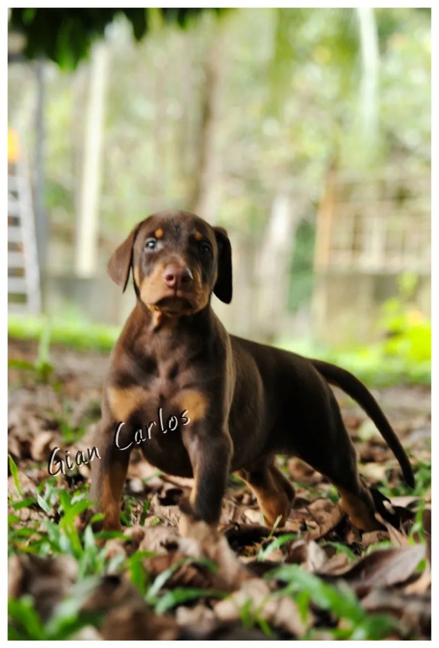 Doberman  - Foto 3