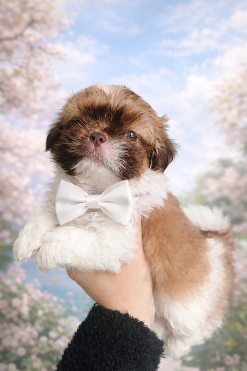Shih-tzu com 50 dias chocolate