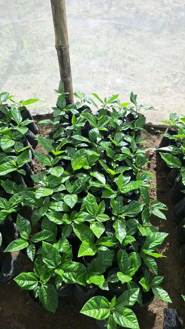 Mudas de maracujá  - Foto 3