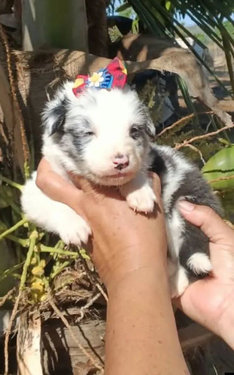 Border collie para reserva - Foto 2