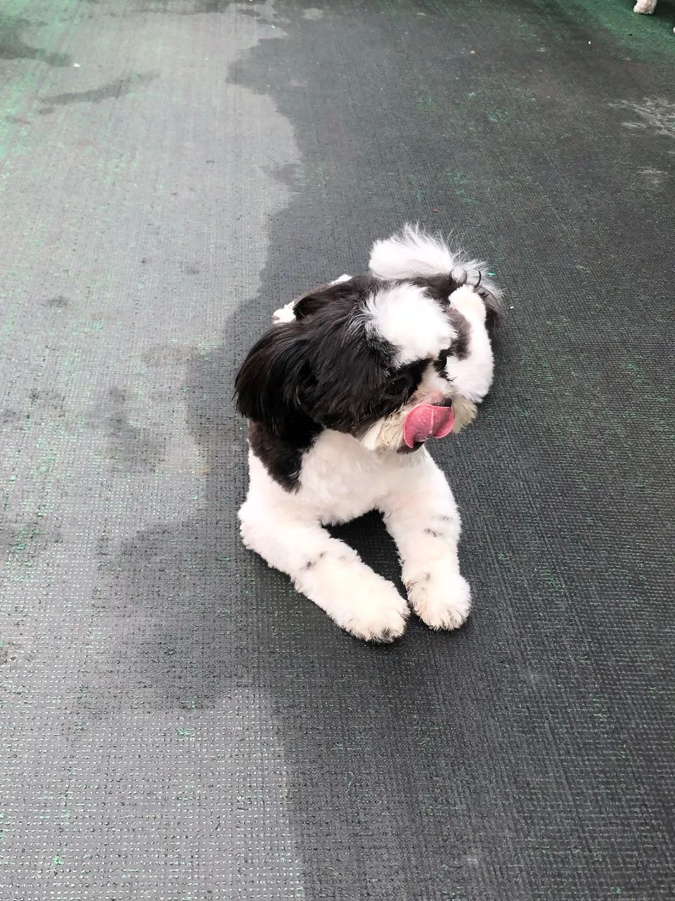 Namorada para Shitzu  - Foto 2