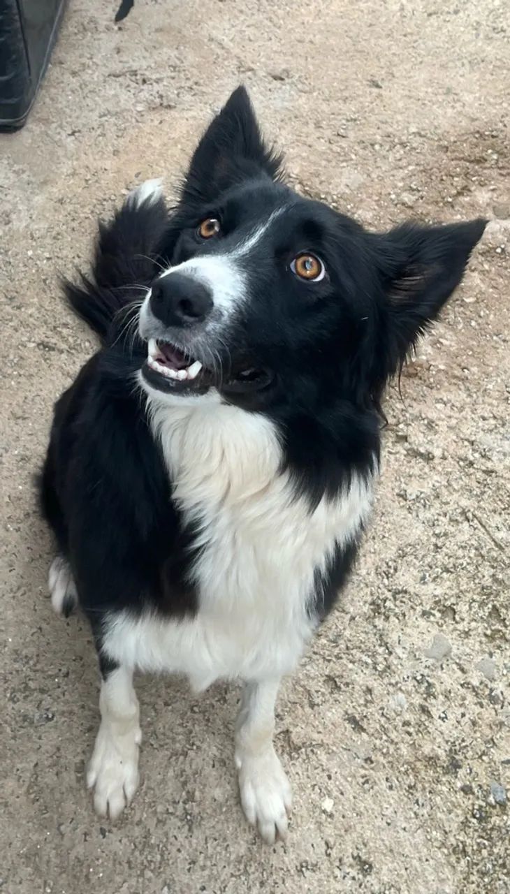 Border collie  - Foto 5