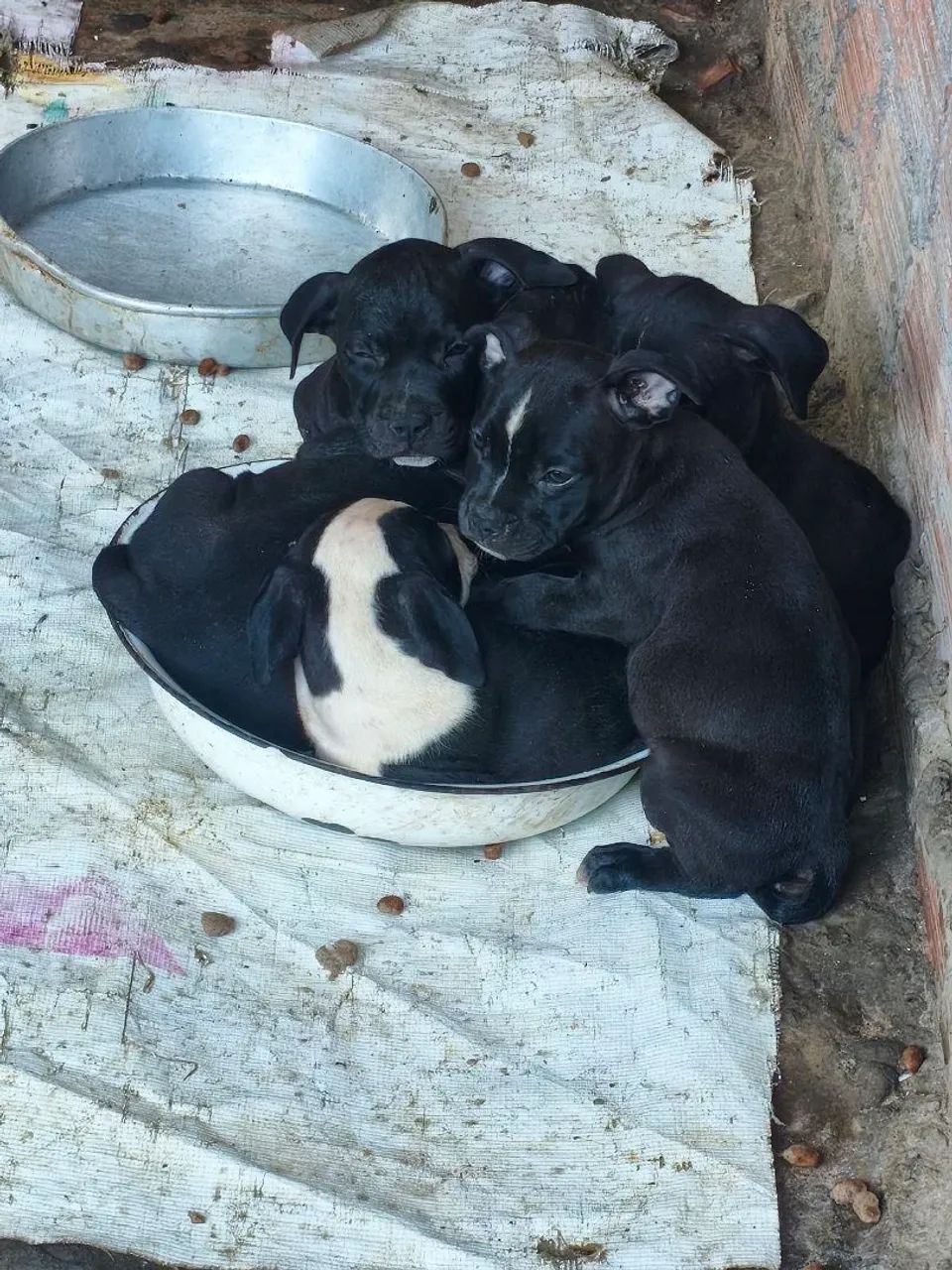 Filhotes de Pit Bull  - Foto 4
