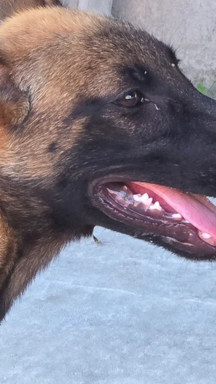Pastor Belga Malinois puro - Foto 5