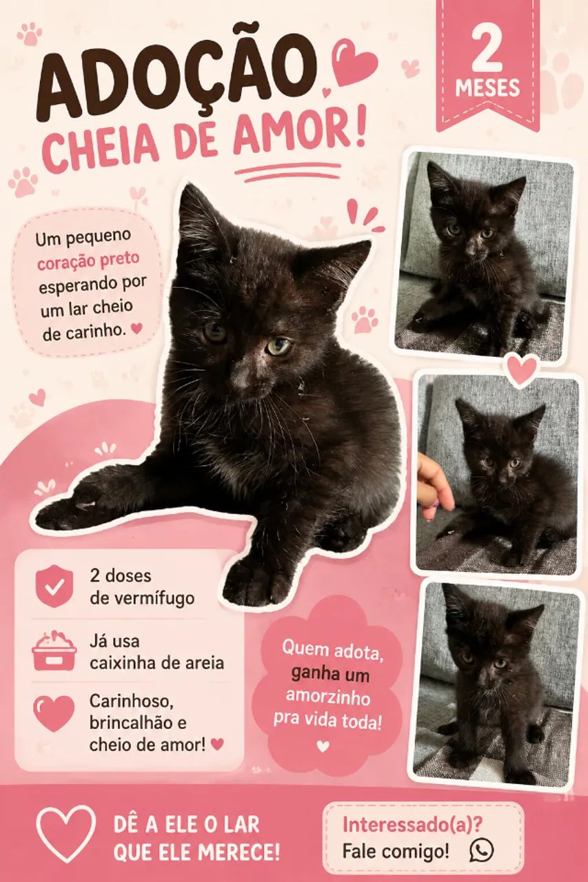 Gatinho para adoção