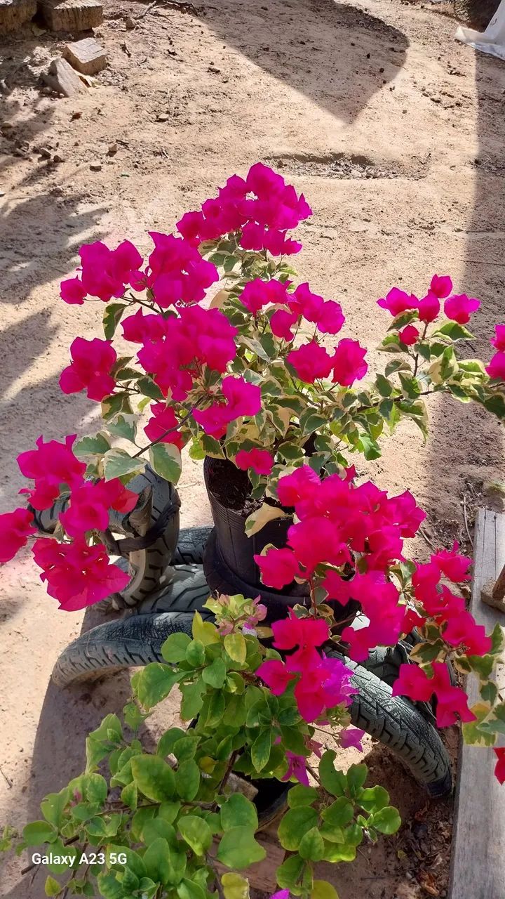 Vende-se plantas 
