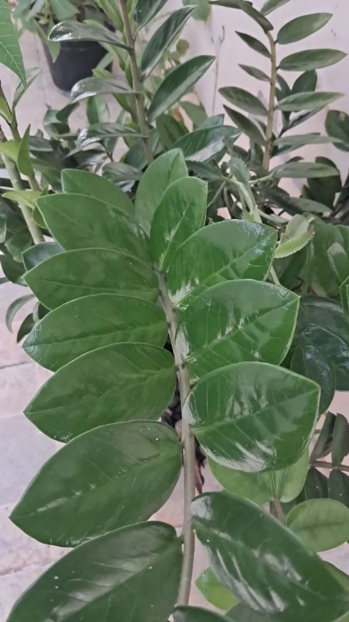 Zamiuculca