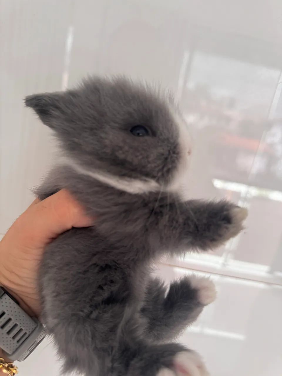 Mini coelho