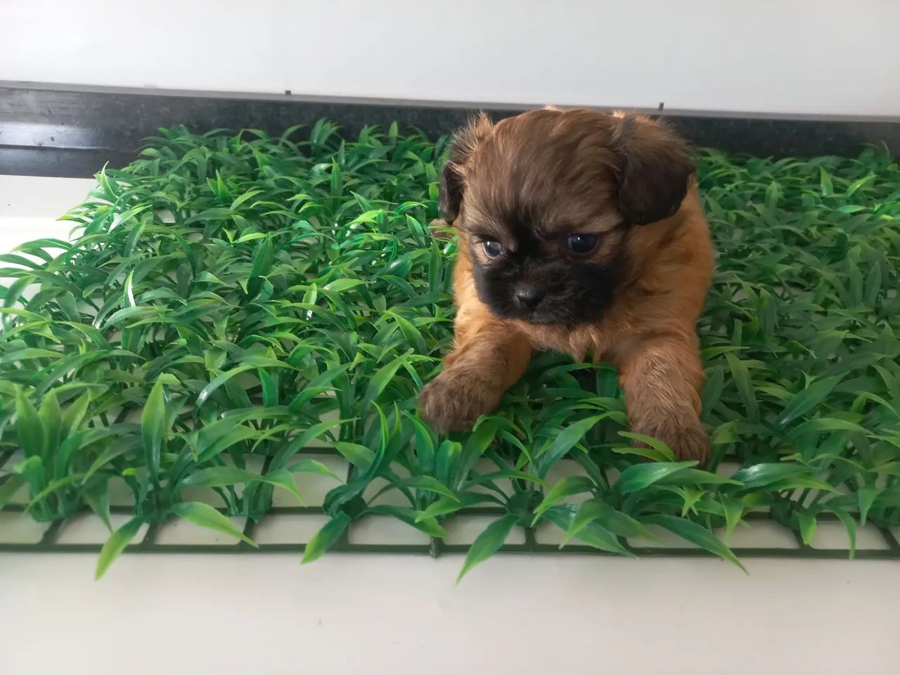  Shihtzu olhos claros   - Foto 5