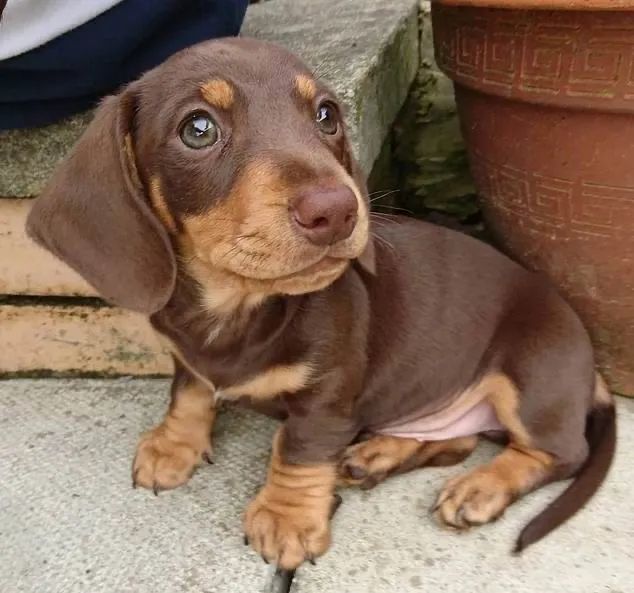 Filhote de Daschund disponível  - Foto 3